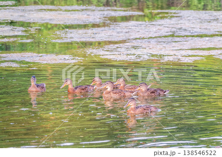A family of ducks, a duck and its little ducklings are swimming in the water. The duck takes care of its newborn ducklings. Mallard, lat. Anas platyrhynchos A family of ducks, a duck and its little ducklings are swimming in the water. The duck takes care of its newborn ducklings. Mallard, lat. Anas platyrhynchos 138546522