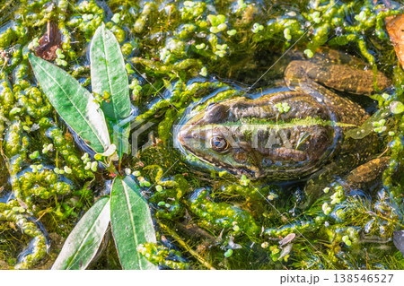 A large green frog sits in the marsh. 138546527