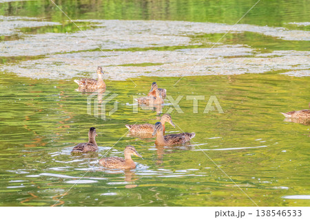 A family of ducks, a duck and its little ducklings are swimming in the water. The duck takes care of its newborn ducklings. Mallard, lat. Anas platyrhynchos 138546533