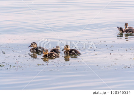 Cute little duckling swimming alone in a lake or river with calm water 138546534