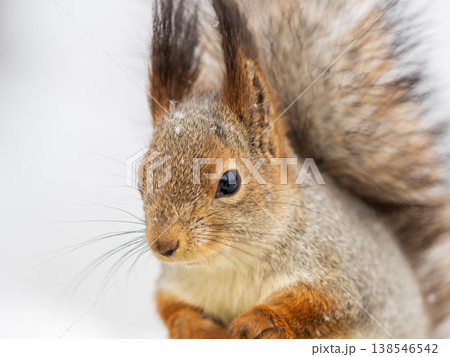 The squirrel sits on white snow The squirrel sits on white snow 138546542