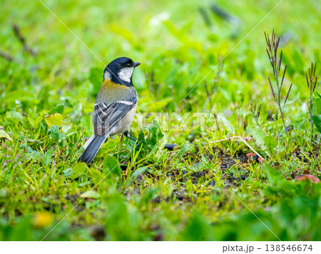 地面を歩くシジュウカラ 138546674