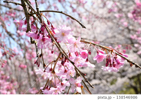 佐賀県横竹ダム周辺のサクラ、桜 佐賀県横竹ダム周辺のサクラ、桜 138546986