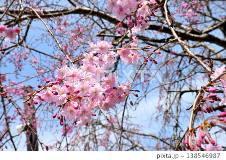 佐賀県横竹ダム周辺のサクラ、桜 佐賀県横竹ダム周辺のサクラ、桜 138546987