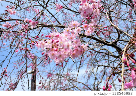 佐賀県横竹ダム周辺のサクラ、桜 138546988