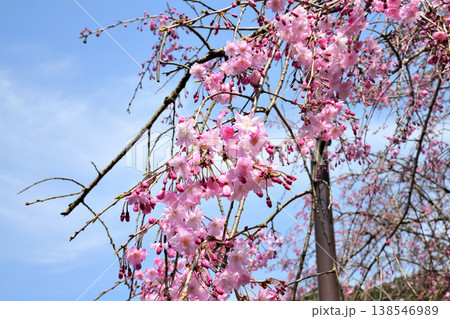 佐賀県横竹ダム周辺のサクラ、桜 138546989
