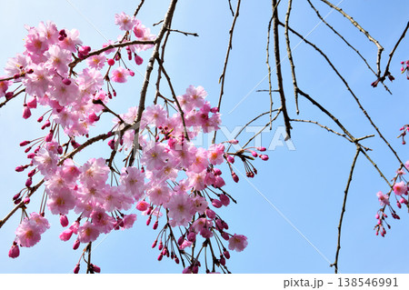 佐賀県横竹ダム周辺のサクラ、桜 138546991