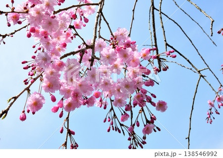 佐賀県横竹ダム周辺のサクラ、桜 138546992