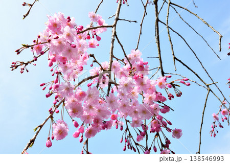 佐賀県横竹ダム周辺のサクラ、桜 138546993