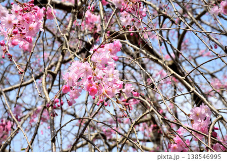 佐賀県横竹ダム周辺のサクラ、桜 138546995