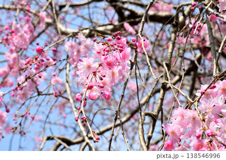 佐賀県横竹ダム周辺のサクラ、桜 佐賀県横竹ダム周辺のサクラ、桜 138546996