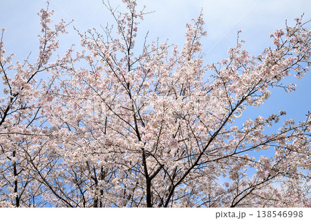佐賀県横竹ダム周辺のサクラ、桜 佐賀県横竹ダム周辺のサクラ、桜 138546998