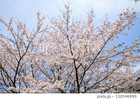佐賀県横竹ダム周辺のサクラ、桜 佐賀県横竹ダム周辺のサクラ、桜 138546999