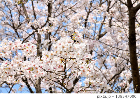 佐賀県横竹ダム周辺のサクラ、桜 138547000
