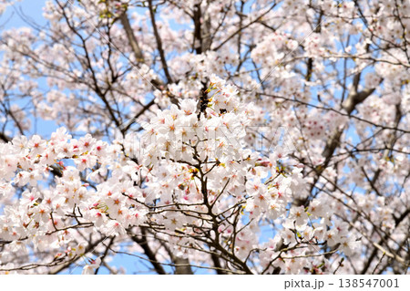 佐賀県横竹ダム周辺のサクラ、桜 138547001