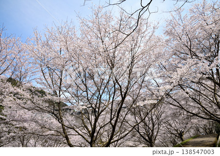 佐賀県横竹ダム周辺のサクラ、桜 佐賀県横竹ダム周辺のサクラ、桜 138547003