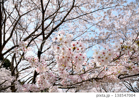 佐賀県横竹ダム周辺のサクラ、桜 佐賀県横竹ダム周辺のサクラ、桜 138547004