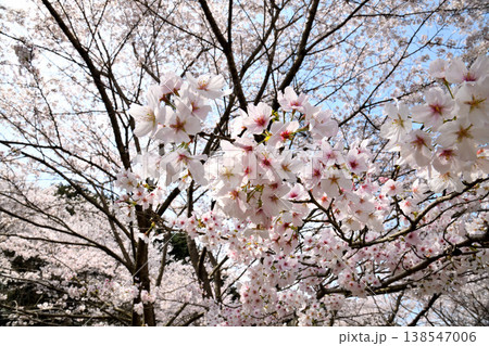 佐賀県横竹ダム周辺のサクラ、桜 佐賀県横竹ダム周辺のサクラ、桜 138547006