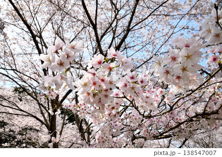 佐賀県横竹ダム周辺のサクラ、桜 佐賀県横竹ダム周辺のサクラ、桜 138547007