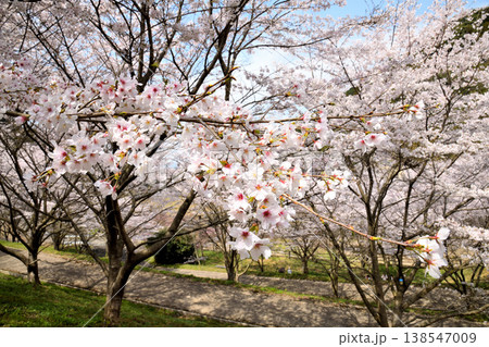 佐賀県横竹ダム周辺のサクラ、桜 138547009