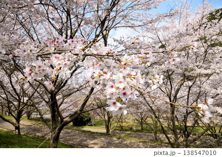 佐賀県横竹ダム周辺のサクラ、桜 佐賀県横竹ダム周辺のサクラ、桜 138547010