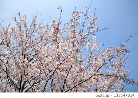 佐賀県横竹ダム周辺のサクラ、桜 佐賀県横竹ダム周辺のサクラ、桜 138547014