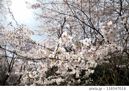 佐賀県横竹ダム周辺のサクラ、桜 138547018