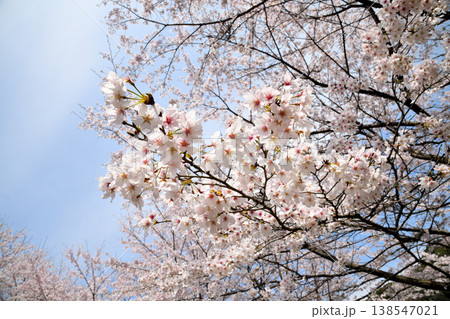 佐賀県横竹ダム周辺のサクラ、桜 138547021