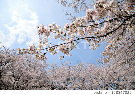 佐賀県横竹ダム周辺のサクラ、桜 佐賀県横竹ダム周辺のサクラ、桜 138547023