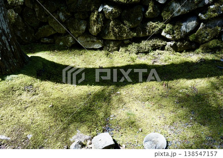 苔の上の影 138547157