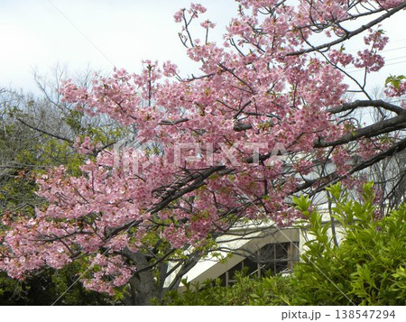 稲毛海岸駅前の満開の河津桜 稲毛海岸駅前の満開の河津桜 138547294