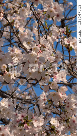 青空を背景にした満開の桜 青空を背景にした満開の桜 138547315