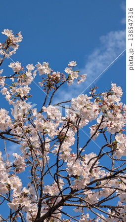 飛行機雲と桜 138547316