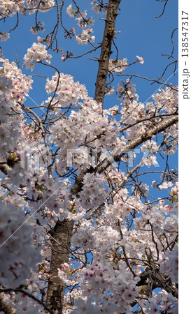 満開になった桜の木 満開になった桜の木 138547317