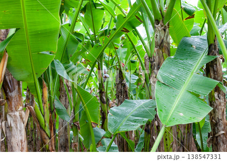 沖縄の芭蕉布の原料 138547331