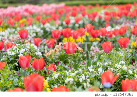 色鮮やかなチューリップが広がる花畑 春の華やかな風景 138547363