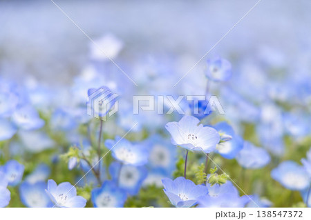 一輪のネモフィラとぼけた青い花畑 春の爽やかなイメージ 138547372