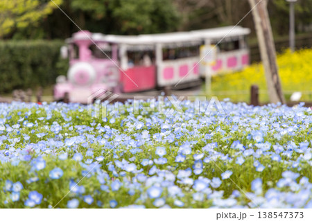 ネモフィラの花壇とフラワートレイン 春のくりはま花の国の風景 138547373
