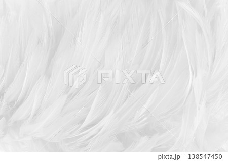 Beautiful white grey bird feathers pattern texture background. 138547450
