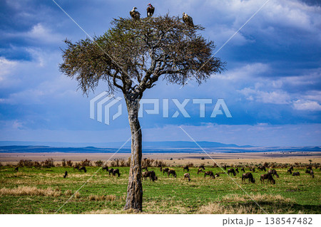 Maasai Mara National Game Reserve Park Great Rift Valley Narok County Kenya East Africa Savannah Grassland Wild Wildlife Animals Bush Adventure Travels Safaris Sunset Sunrise Sundwoner Birds Discovery 138547482
