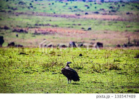 Maasai Mara National Game Reserve Park Great Rift Valley Narok County Kenya East Africa Savannah Grassland Wild Wildlife Animals Bush Adventure Travels Safaris Sunset Sunrise Sundwoner Birds Discovery 138547489