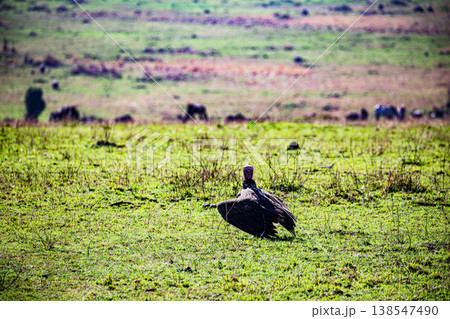 Maasai Mara National Game Reserve Park Great Rift Valley Narok County Kenya East Africa Savannah Grassland Wild Wildlife Animals Bush Adventure Travels Safaris Sunset Sunrise Sundwoner Birds Discovery 138547490