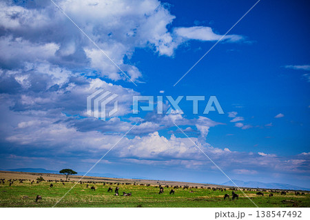 Maasai Mara National Game Reserve Park Great Rift Valley Narok County Kenya East Africa Savannah Grassland Wild Wildlife Animals Bush Adventure Travels Safaris Sunset Sunrise Sundwoner Birds Discovery 138547492