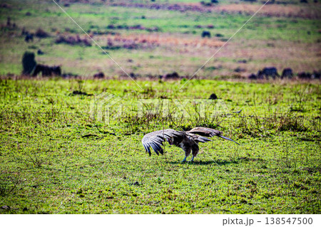 Maasai Mara National Game Reserve Park Great Rift Valley Narok County Kenya East Africa Savannah Grassland Wild Wildlife Animals Bush Adventure Travels Safaris Sunset Sunrise Sundwoner Birds Discovery 138547500