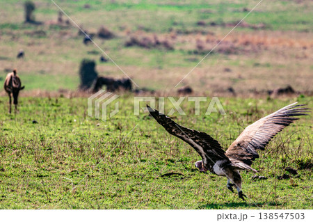 Maasai Mara National Game Reserve Park Great Rift Valley Narok County Kenya East Africa Savannah Grassland Wild Wildlife Animals Bush Adventure Travels Safaris Sunset Sunrise Sundwoner Birds Discovery 138547503