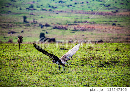 Maasai Mara National Game Reserve Park Great Rift Valley Narok County Kenya East Africa Savannah Grassland Wild Wildlife Animals Bush Adventure Travels Safaris Sunset Sunrise Sundwoner Birds Discovery 138547506