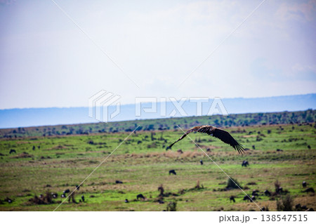 Maasai Mara National Game Reserve Park Great Rift Valley Narok County Kenya East Africa Savannah Grassland Wild Wildlife Animals Bush Adventure Travels Safaris Sunset Sunrise Sundwoner Birds Discovery 138547515