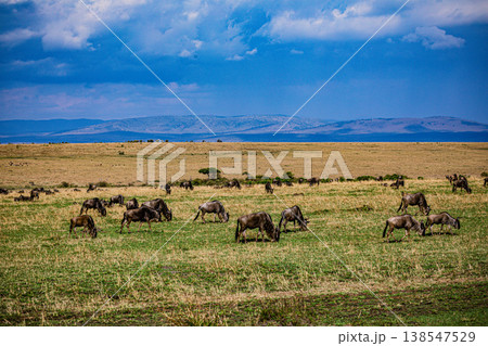 Maasai Mara National Game Reserve Park Great Rift Valley Narok County Kenya East Africa Savannah Grassland Wild Wildlife Animals Bush Adventure Travels Safaris Sunset Sunrise Sundwoner Birds Discovery 138547529