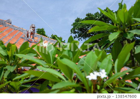赤瓦屋根の上のシーサーとプルメリアの花 赤瓦屋根の上のシーサーとプルメリアの花 138547600
