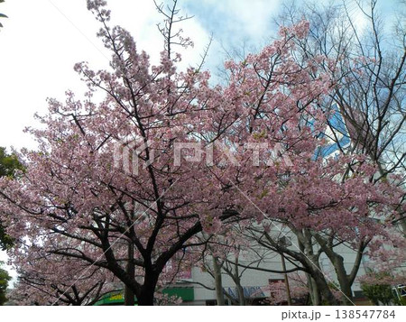 稲毛海岸駅前の満開の河津桜 稲毛海岸駅前の満開の河津桜 138547784